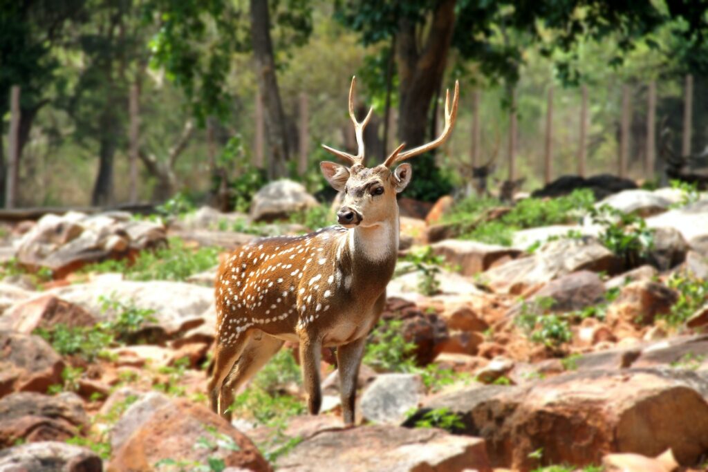 Indian Wildlife