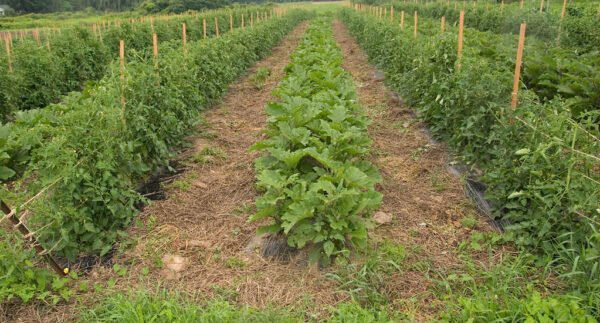 Organic farming