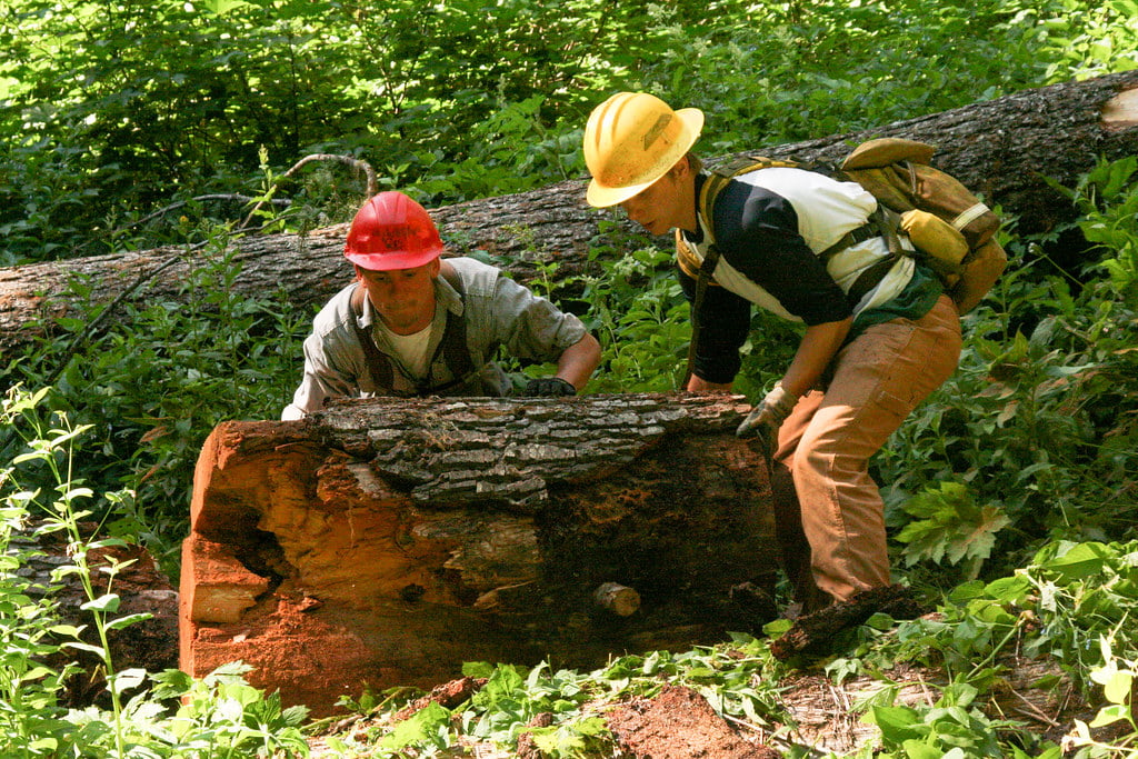 Forest Conservation