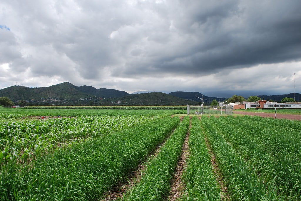 Crop Diversity and Rotation
